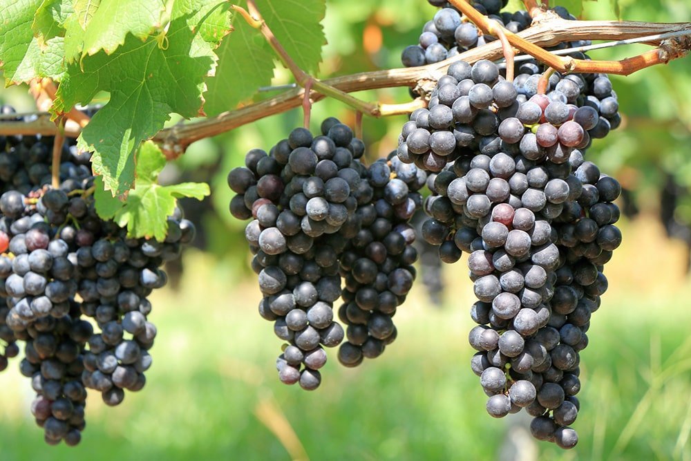 ワイン用葡萄